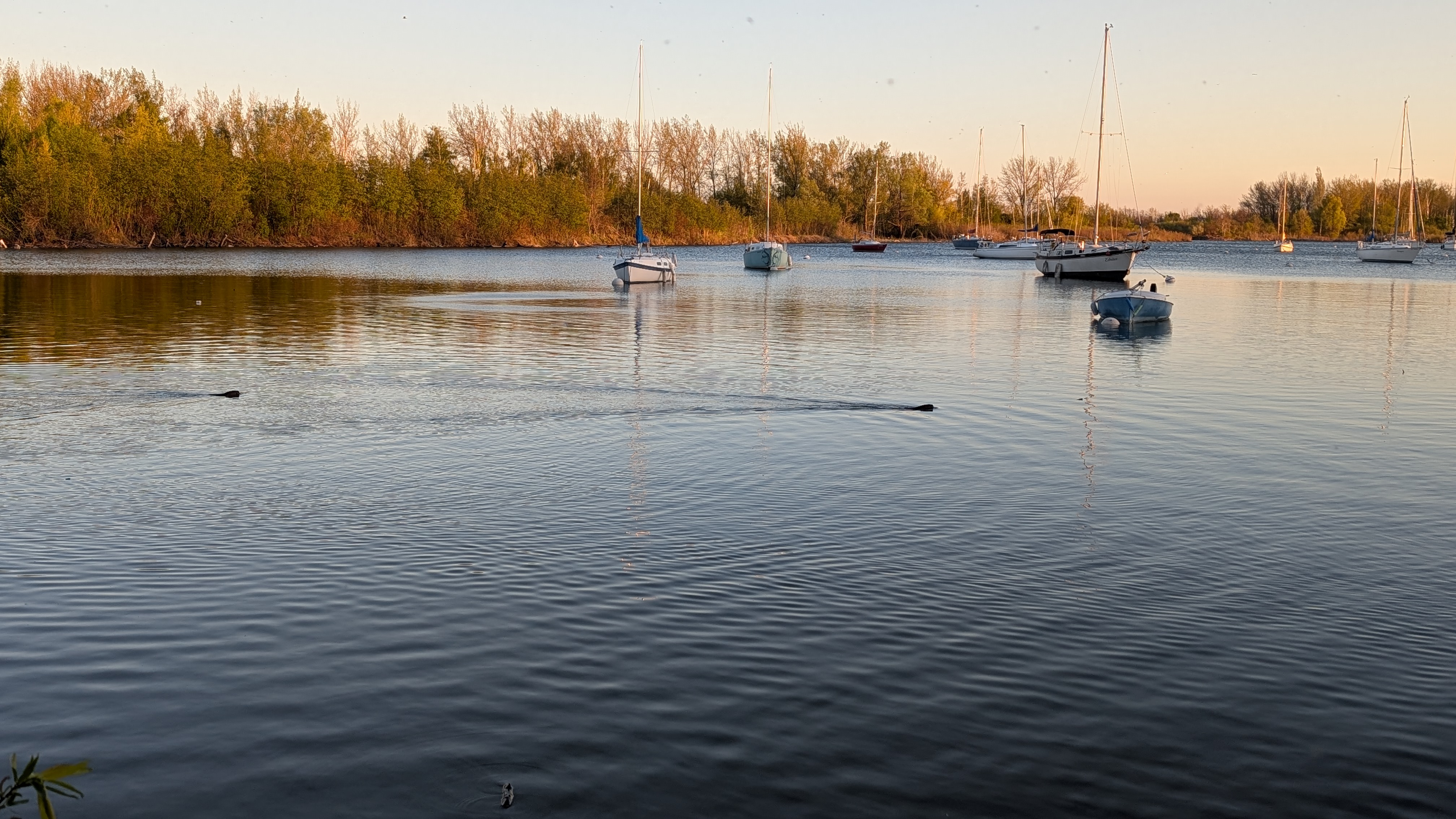 Beavers swimming in the bay at APSC