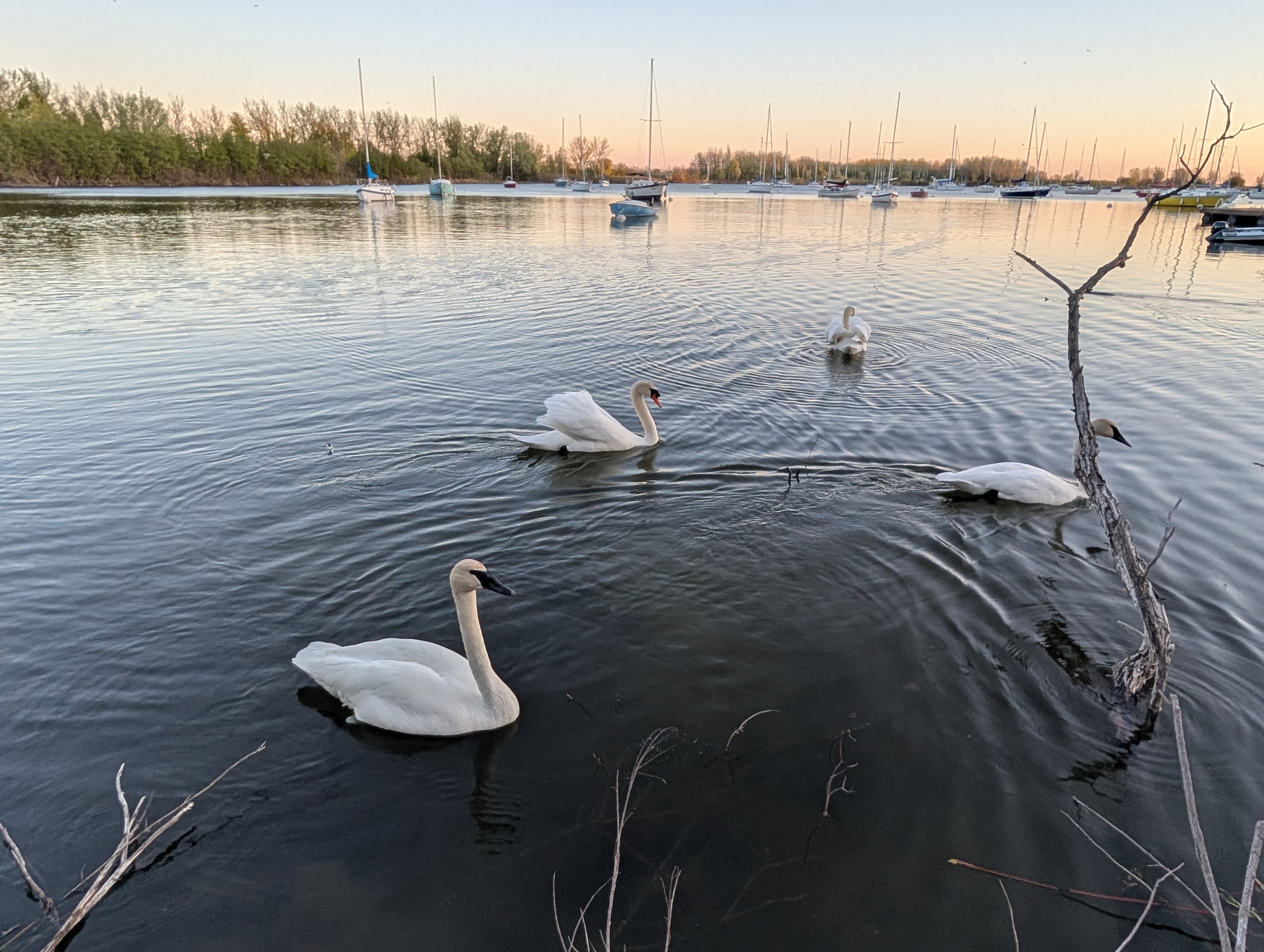 Swans swimming in the bay at APSC